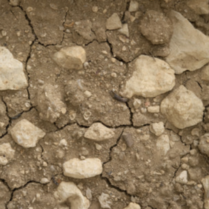 Kimmeridgian soil A greyish-coloured limestone originally identified in, and so named after, the village of Kimmeridge in Dorset, England. A sticky, calcareous clay containing this limestone is often called Kimmeridgian clay.