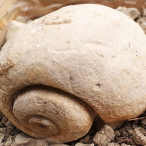 Marnes à ostracées