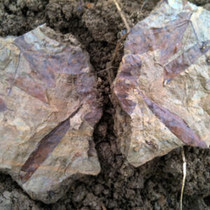 Calcareous marl (Opok)